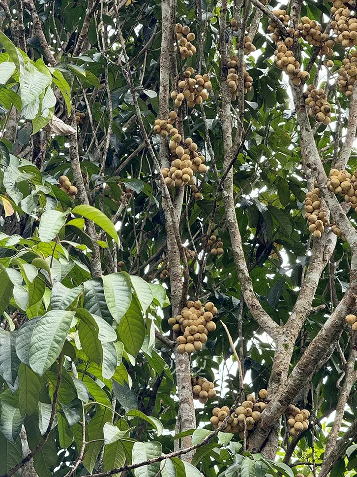 Musim Buah Langsat