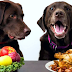 Have you ever wondered how a pet's diet affects the environment?