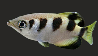 Ikan Archerfish