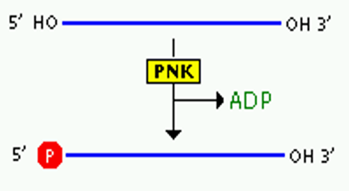 How Polynucleotide Kinase works?