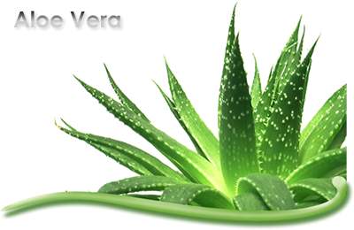 Aloe Vera Benefits Aloe Vera Gel For Acne And Skin