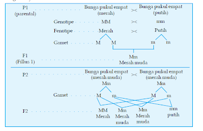 Diagram perkawinan