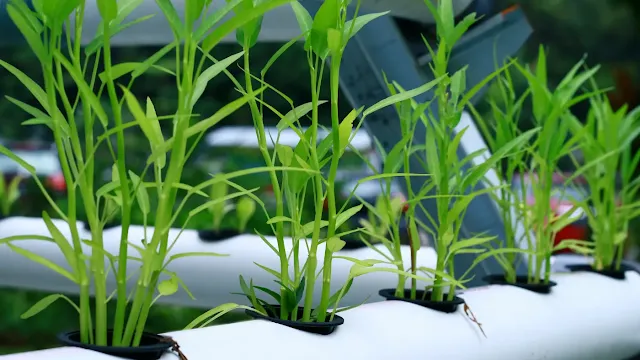 Cara Menanam Kangkung Hidroponik di Pot