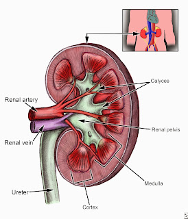 creatinine 1.6 