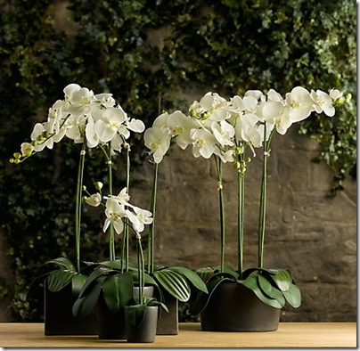 Restoration Hardware- faux phaleonopsis orchids