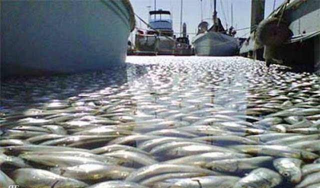 Mass fish death in California