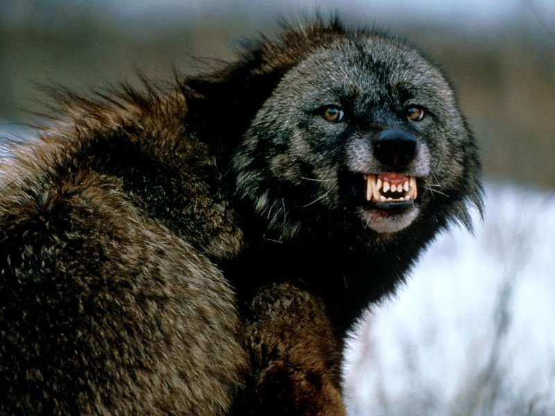 Wolverines are also known to venture into more open areas such as plains and 