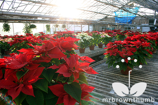 poinsettia production greenhouse poinsettias are worthless as house 