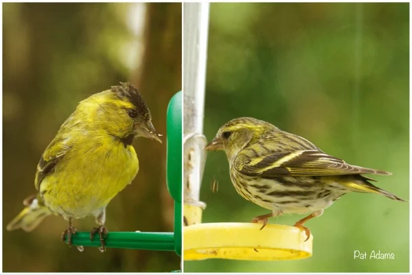 North Devon Birdwatching through the window. Male and Female Siskin Photo copyright Pat Adams (North Devon Focus) All Rights Reserved