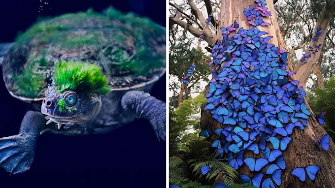 12 Amazing Animals That Show Nature Is Awesome