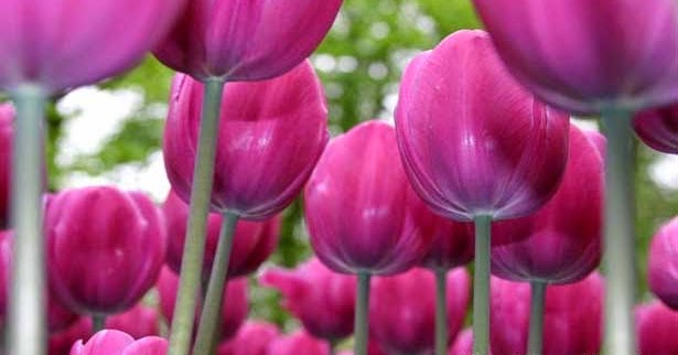 Cara Menanam Bunga  Tulip  di  Indonesia  Gambar Bunga 