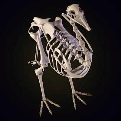 imagens-3d-anatomy-anatomia-veterinaria-veterinary-animal