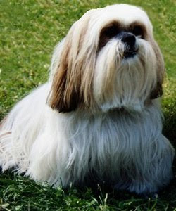 The Lhasa Apso Personality