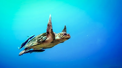 Tartaruga Verde (Foto de Cerqueira em Unsplash.com)