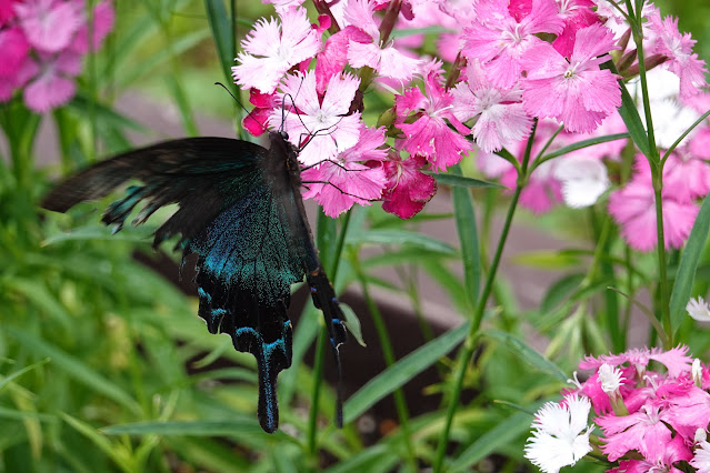 鳥取県西伯郡南部町鶴田 とっとり花回廊 花の丘