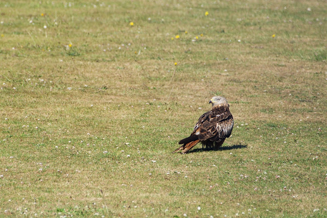Red Kite (Milvus milvus)  - Ashutosh Jhureley