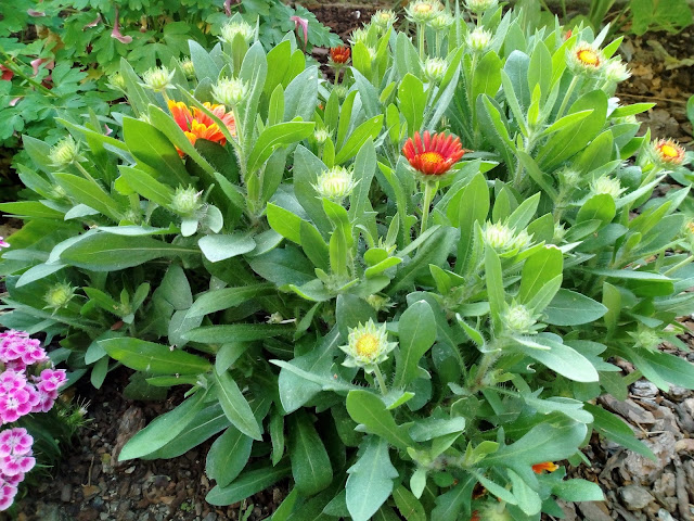 Gallardia (Gaillardia aristata Pursh.).