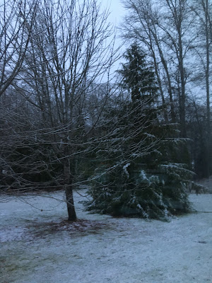 Snowy tree at dusk