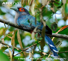 Malcoha vientre rufo: Phaenicophaeus sumatranus