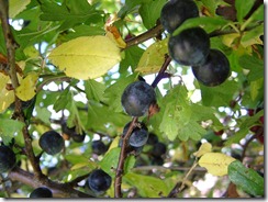 DSCF5381