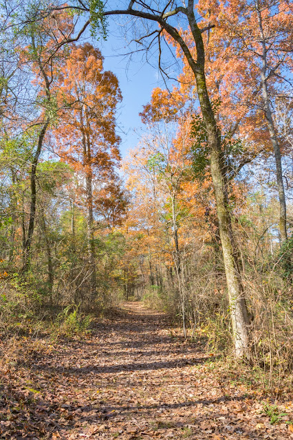 Dogwood Trail, Lake Bob Sandlin State Park