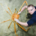 Crab Kong, the World's Largest Crab