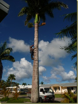 Cleaning up our palm tree--school is across the street