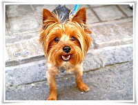 Yorkshire Terrier Dog Animal Pictures