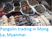 https://sciencythoughts.blogspot.com/2016/01/pangolin-trading-in-mong-la-myanmar.html