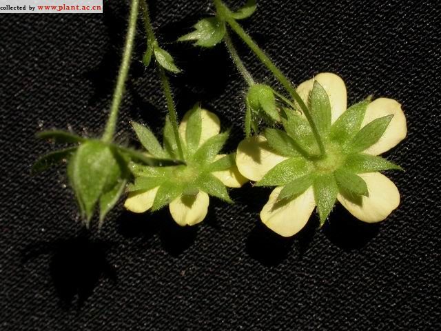 Лапчатка Фрейна (Potentilla freyniana)