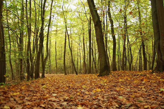 trees, leaves, autumn