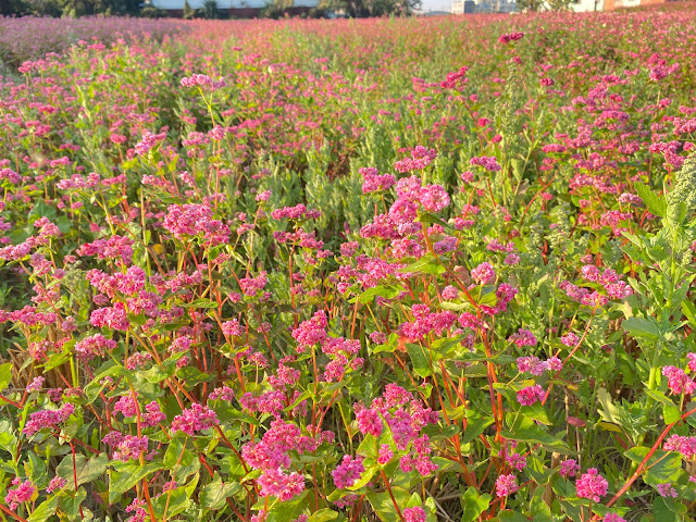 蕎麥花