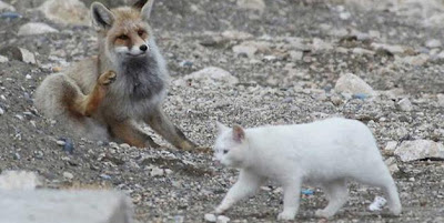 foto persahabatan kucing dan rubah 05