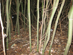 yellowo grove bamboo in west virginia kentucky