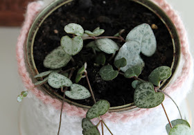 My plant gang - chain of hearts at Camellia Rose