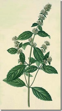 mentha piperita