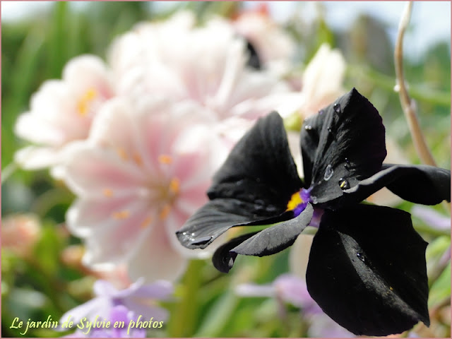 Violette noire - Viola "Molly Sanderson"