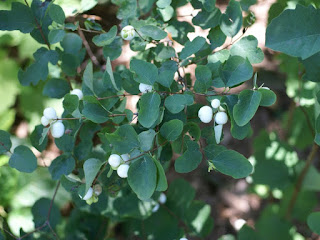 Symphorine blanche (Symphoricarpos albus)