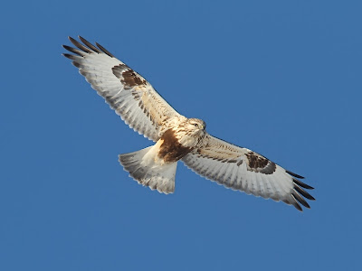 Rough-legged Hawk