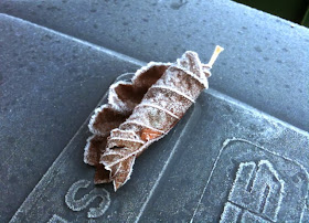 frosty leaf