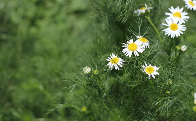 Mayweed Flowers Pictures