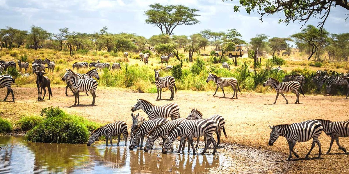 Luxury Wildlife Safari Tour Tanzania: The Best Choice For Many Reasons 