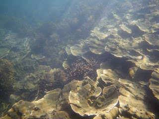 Live rosette coral at Pretty Beach