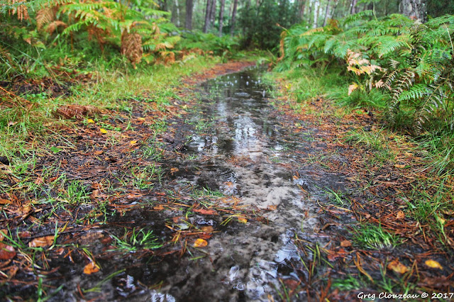 Sentier (GR1) à Franchard, Fontainebleau