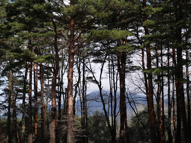 鳥取県西伯郡伯耆町丸山　ふれあいの森キャンプ場
