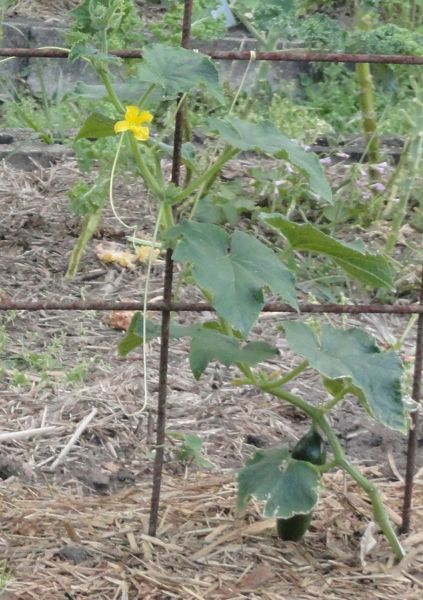 The spring vegetable garden