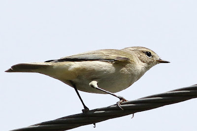 Common Chiffchaff