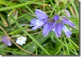 coral wild flower2