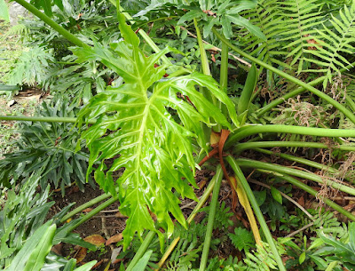 龜背芋（電信蘭）的葉