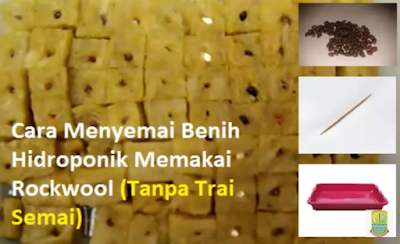 tutorial hidroponik lengkap